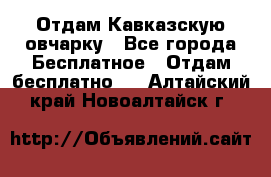 Отдам Кавказскую овчарку - Все города Бесплатное » Отдам бесплатно   . Алтайский край,Новоалтайск г.